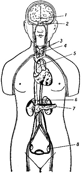 Расположение желез внутренней секреции: 1 - шишковидная (эпифиз); 2 - придаток мозга (гипофиз); 3 - щитовидные; 4 - околощитовидные; 5 - зобная; 6 - надпочечные; 7 - поджелудочная;  8 - половые