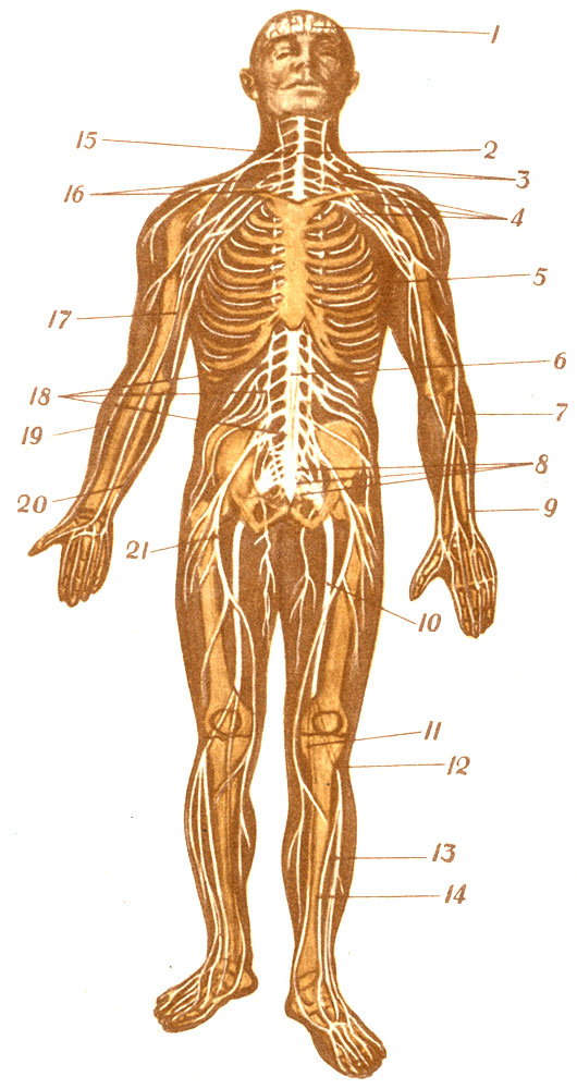 Нервная система человека (схема). Вид спереди по Р. Д. Синельникову) (к статье 'Нервная система'): 1 - головной мозг (лобная доля левого полушария); 2 - спинной мозг; 3 - шейное сплетение; 4 - плечевое сплетение; 5 - межреберный нерв (левый пятый); 6 - спинной мозг; 7 - лучевой нерв; 8 - крестцовое сплетение; 9 - локтевой нерв; 10 - седалищный нерв; 11 - большеберцовый нерв; 12 - общий малоберцовый нерв; 13 - поверхностный малоберцовый нерв; 14 - глубокий малоберцовый нерв; 15 - симпатический ствол; 16 - плечевое сплетение; 17 - срединный нерв; 18 - поясничное сплетение; 19 - лучевой нерв; 20 - локтевой нерв; 21 - бедренный нерв